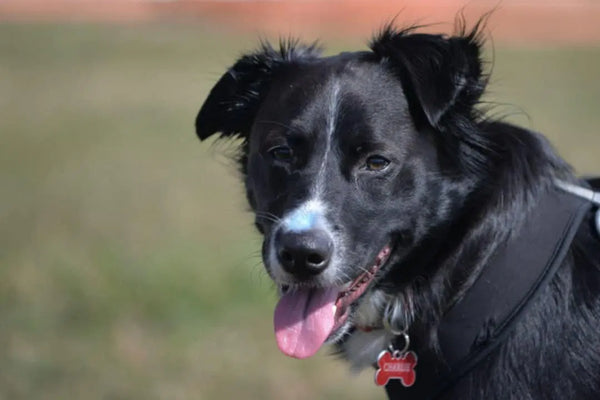 CHARLIES PUP-CAKES 